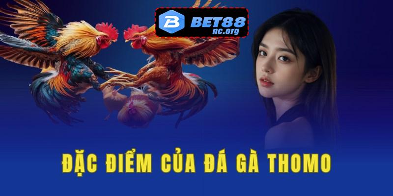 Đặc điểm của đá gà Thomo